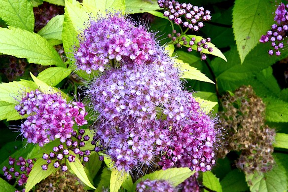 Lin and Michael's Photos