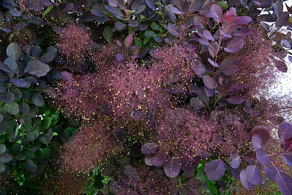 Lin and Michael's Photos