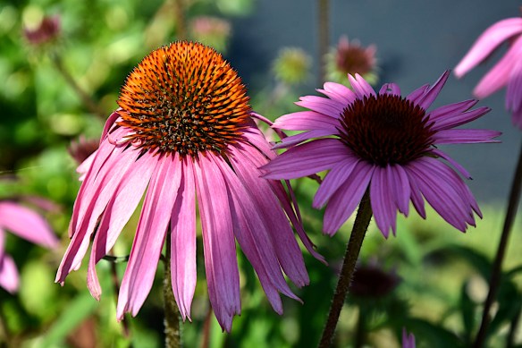 Lin and Michael's Photos