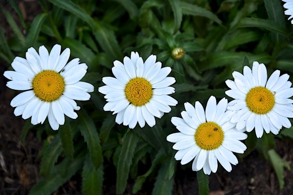 Lin and Michael's Photos