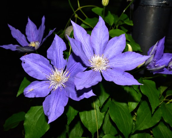 Lin and Michael's Photos