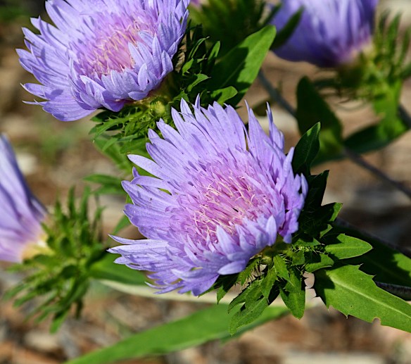 Lin and Michael's Photos