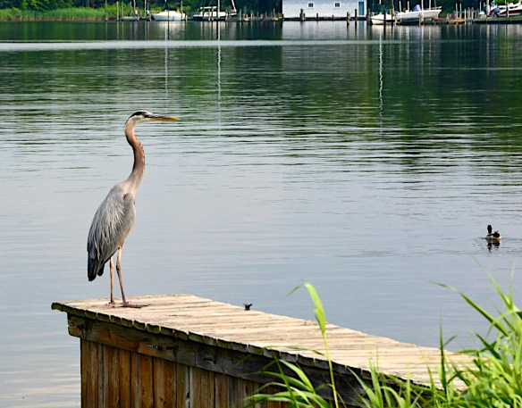 Lin and Michael's Photos