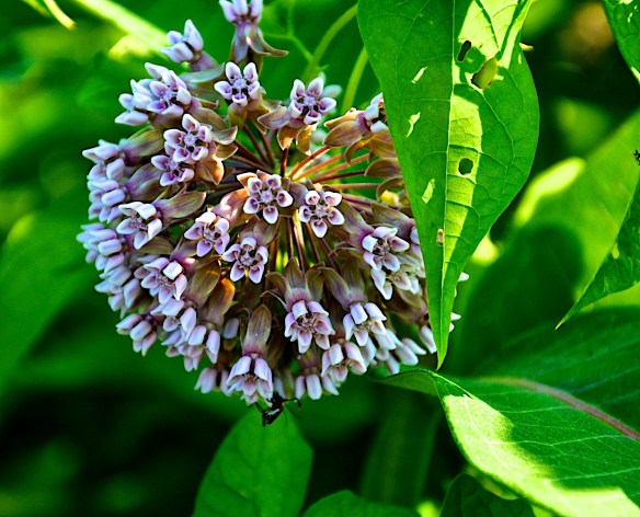 Lin and Michael's Flowers