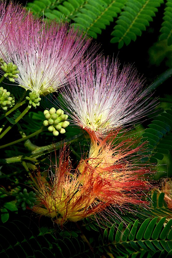 Lin and Michael's Photos