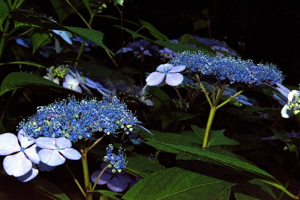 Lin and Michael's Flowers