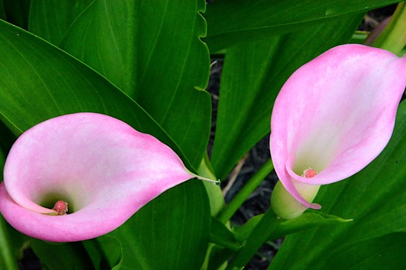 Lin and Michael's Photos