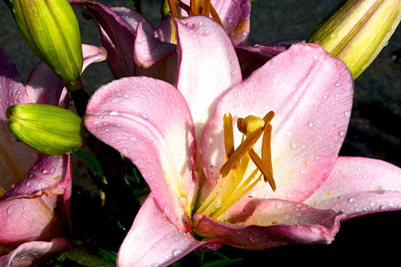 Lin and Michael's Photos