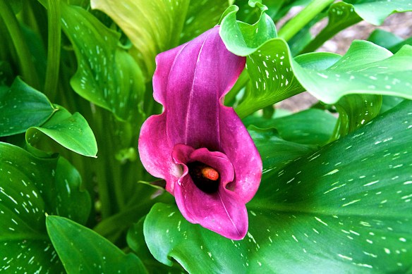 Lin and Michael's Photos