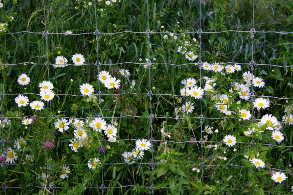 Lin and Michael's Photos