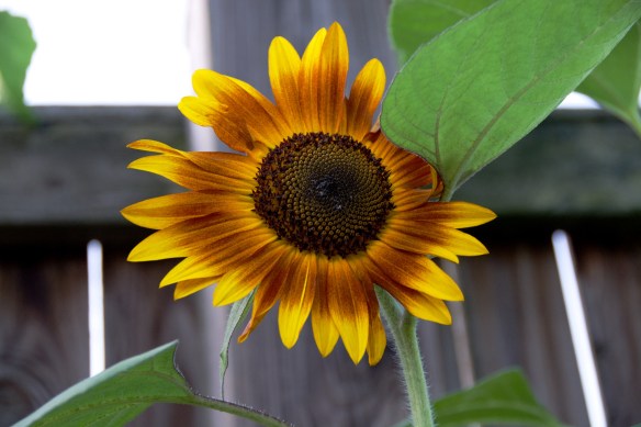 Lin and  Michael's Photos