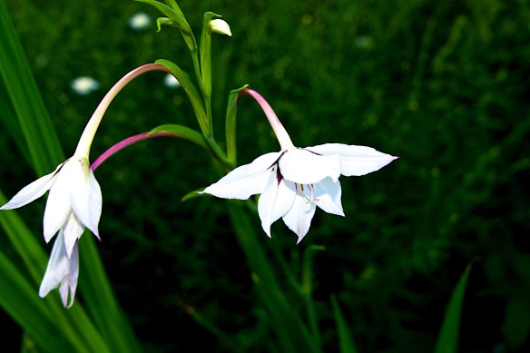 Lin and Michael's Photos