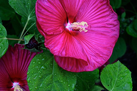 Lin and Michael's Photos