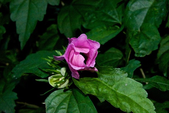 Lin and Michael's Photos