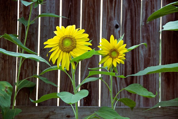 Lin and Michael's Photos