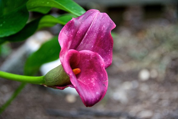 Lin and Michael's Photos