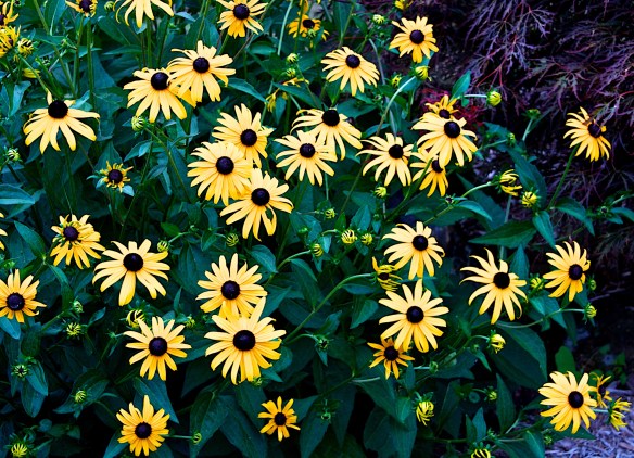 Lin and Michael's Photos