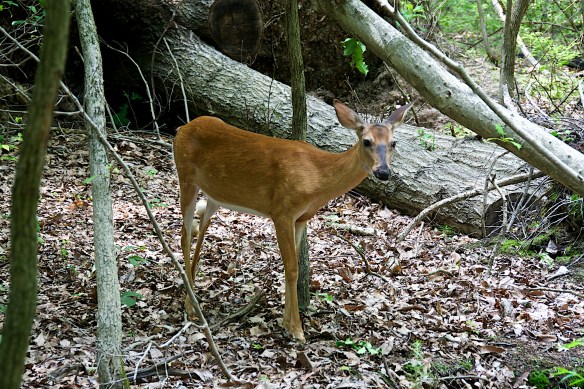 Lin and Michael's Photos