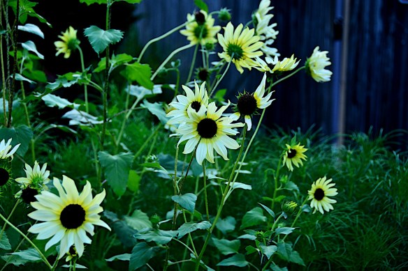 Lin and Michael's Photos