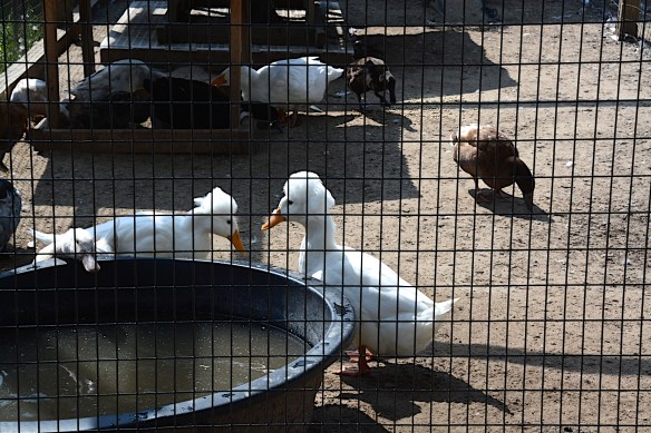 Lin and Michael's Photos