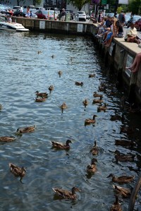 Hanging out at City Dock