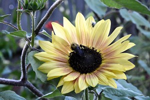 Lin and Michael's Photos