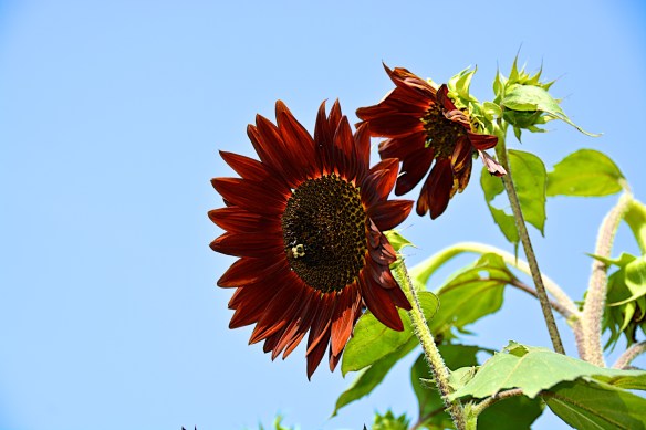 Lin and Michael's Photos