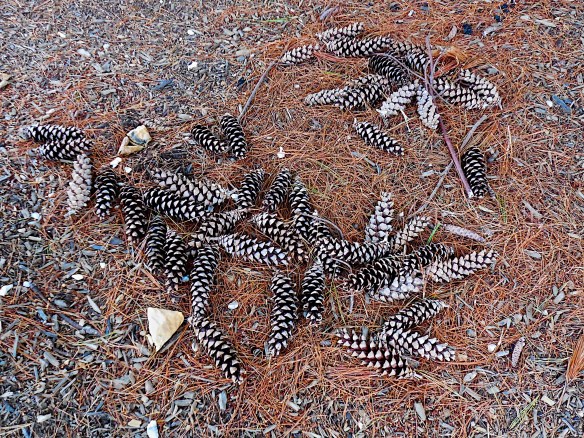 Pine Cones