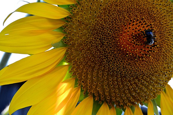 Sunflower up close