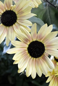 Lin and  Michael's Photos