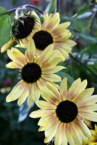 Lin and Michael's Photos