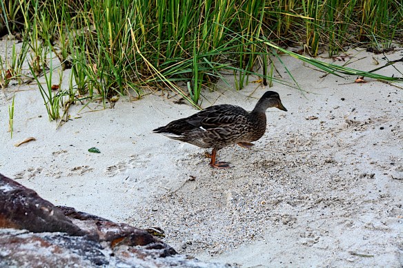 Watch out - coming thru