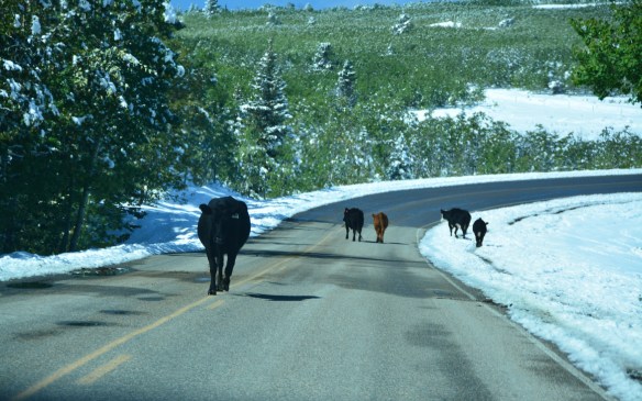 Lin and Michael's Photos