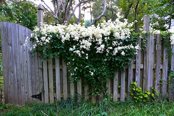 Lin and Michael's Photos