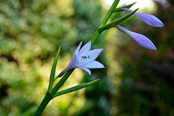 Hosta flowers
