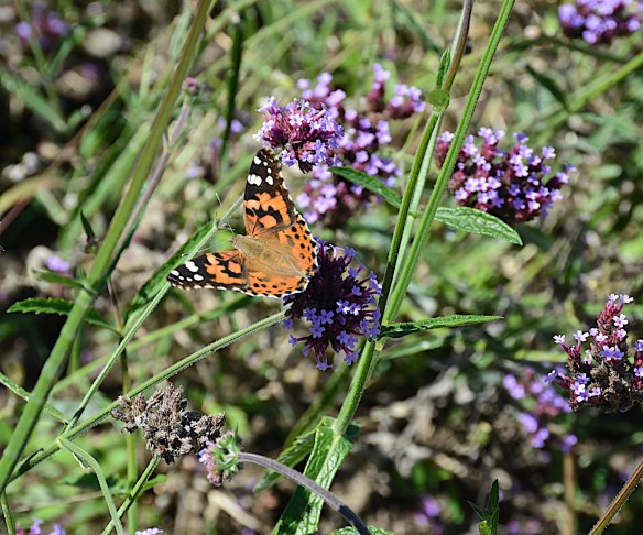 Lin and Michael's Photos