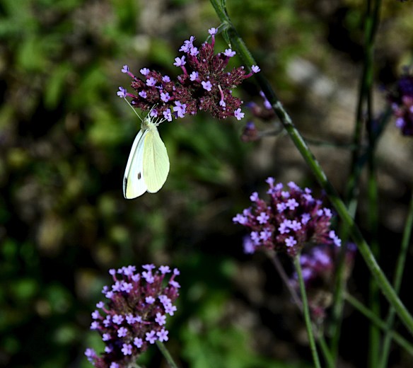 Lin and Michael's Photos