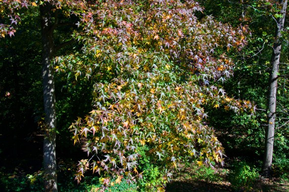 The leaves are changing