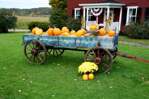 Which pumpkin should I choose