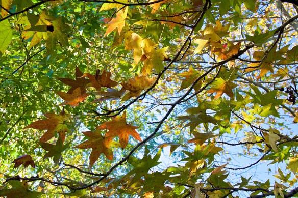 Lin and Michael's Photos