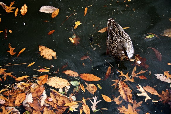 Lin and Michael's Photos