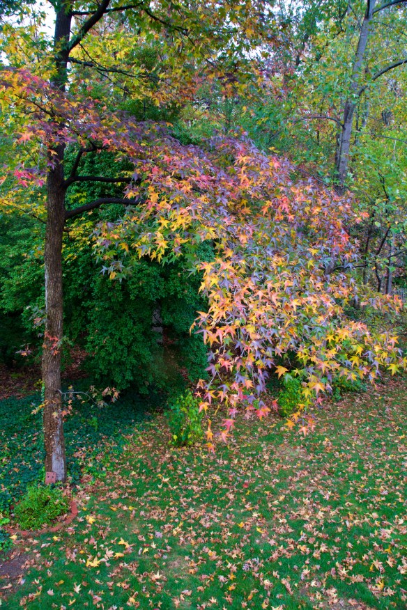 Fall in our backyard