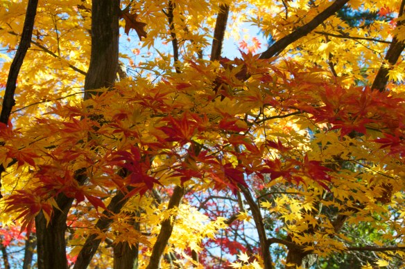 Fall is my favorite time of the year