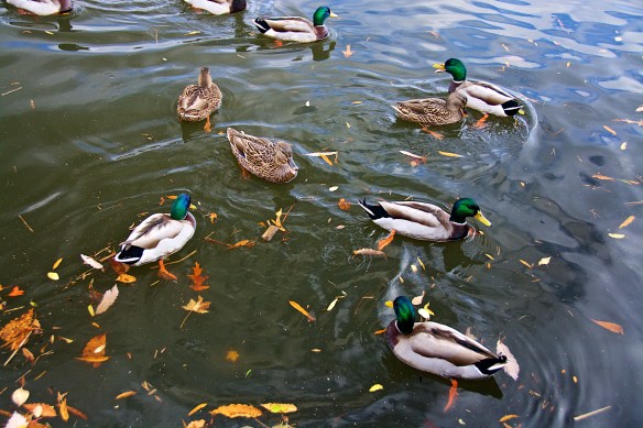 Lin and Michael's  Photos