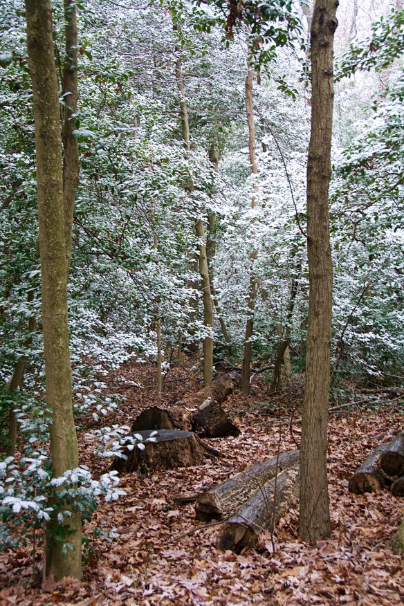 Lin and Michael's Photos