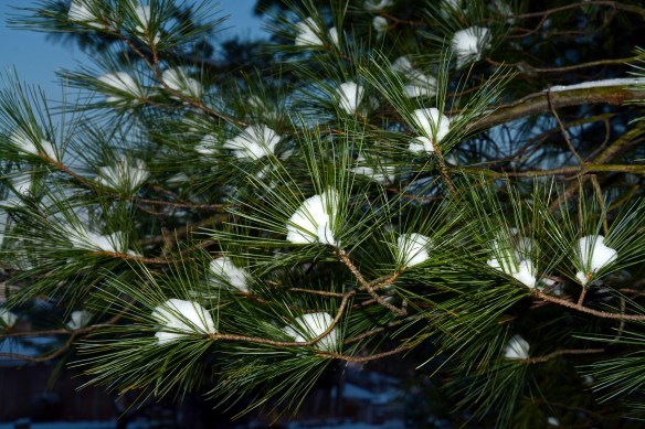 Lin and Michael's Photos