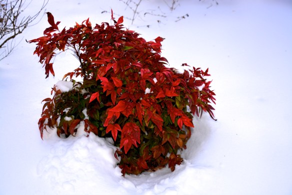 Lin and Michael's Photos