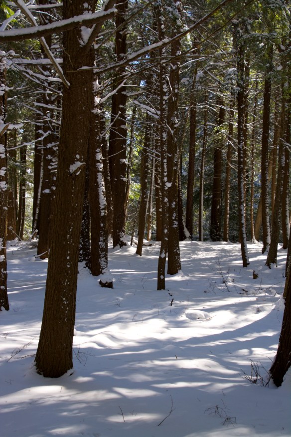 Lin and Michael's Photos