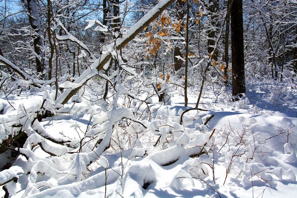 Lin and Michael's Photos