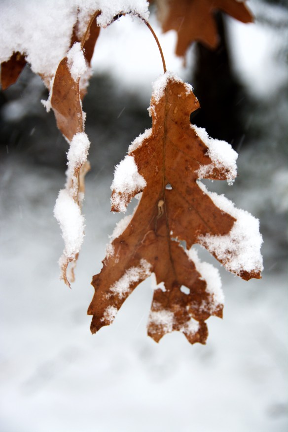 Lin and Michael's Photos